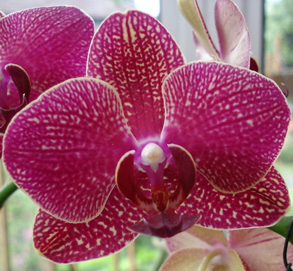 Phalaenopsis orchid, flower number L555