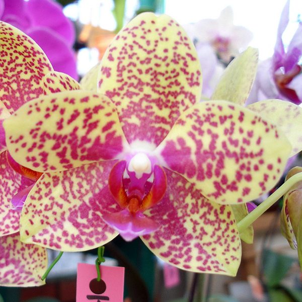 Phalaenopsis (Phal Big Rose × Haur Jin Diamond) × Taisuco Kaaladian orchid, flower number L573