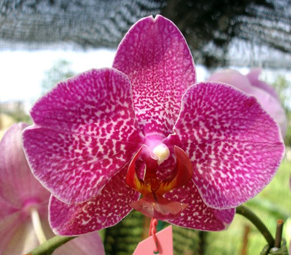 L600 · Doritaenopsis Da-Chien Spider Beauty × I-Hsin Idole