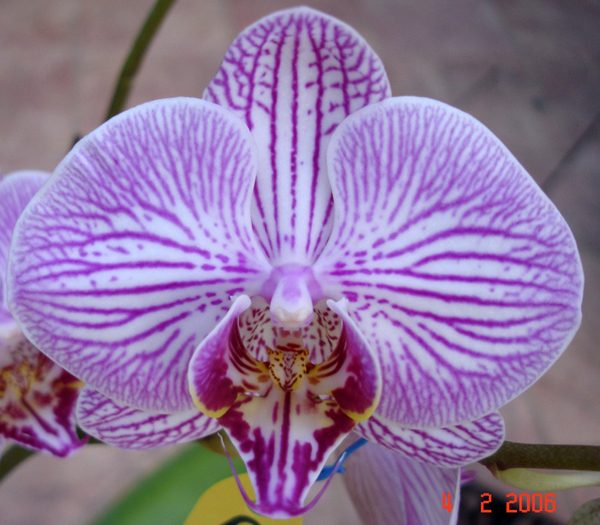 Phalaenopsis Tien Nong Stripe × (Ruey Lin Stripe - Chin Shiang's Stripe) orchid, flower number L606