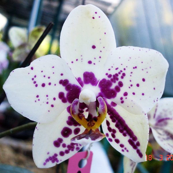 L617 · Phalaenopsis (Ching Ruey’s Tiger × Haur Jin Diamond) × Luchia Lip ‘MD’