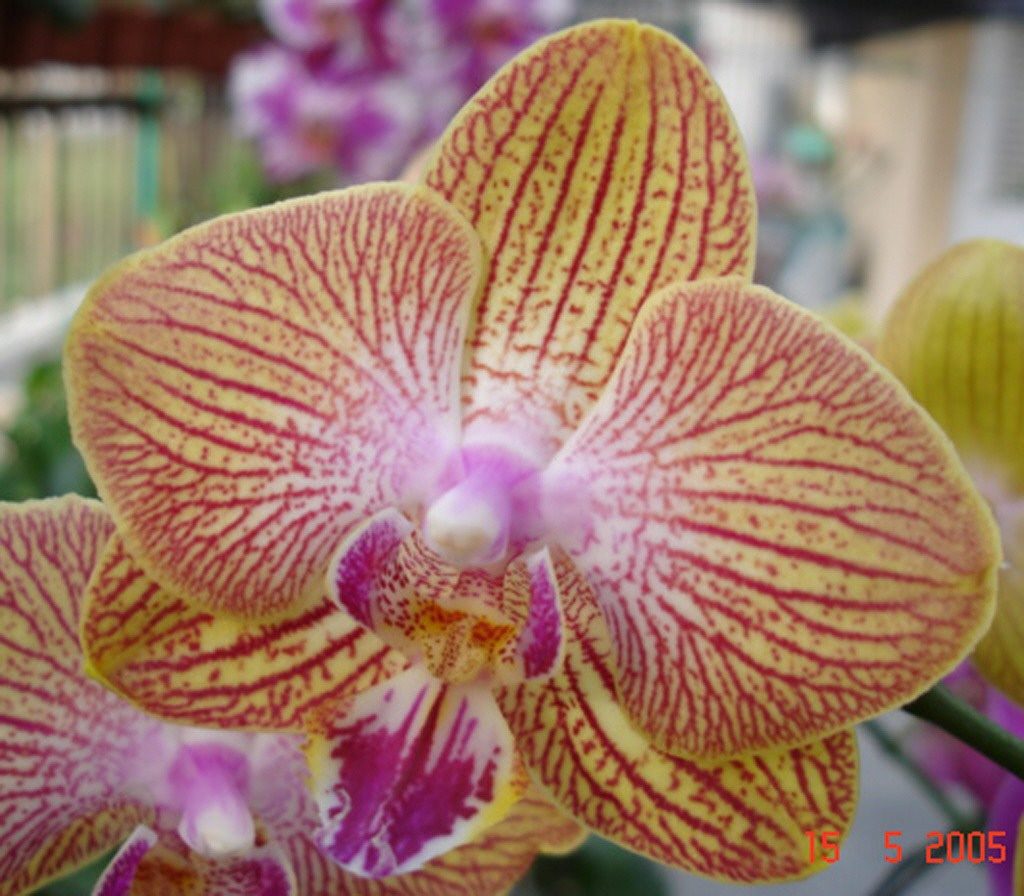 Phalaenopsis Ruey Lin Stripe × DTPS Sogo Manager orchid, flower number L624