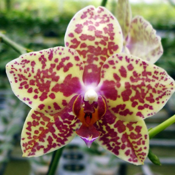Phalaenopsis Taisuco Kochidian S orchid, flower number L653