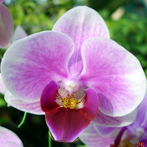 Phalaenopsis Taisuco Nobile 'S' × Luchia 'MD' orchid, flower number L656
