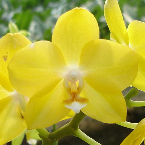 Phalaenopsis I-Hsin SunFlower orchid, flower number L675