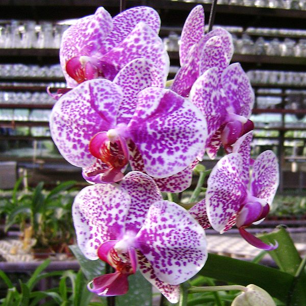 L676 · Doritaenopsis Hos Fantastic Idol