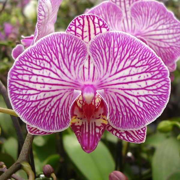 Doritaenopsis Shang-Lins Rose Diamond orchid, flower number L680