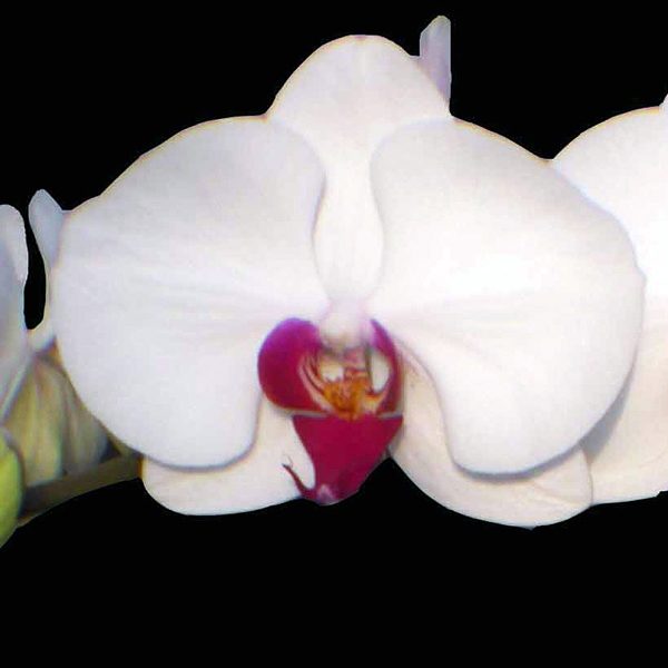 Phalaenopsis Cygnus Reanus orchid, flower number L689