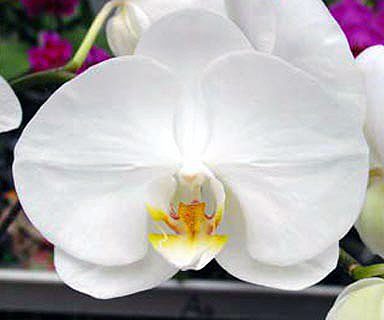 Phalaenopsis Taisuco Kaaladian × Self orchid, flower number L692
