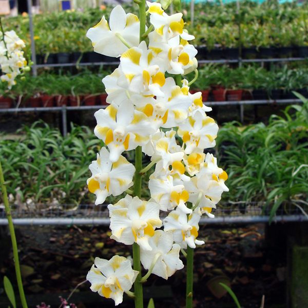 Doritis Pulcherrima 'Alba' orchid, flower number L700