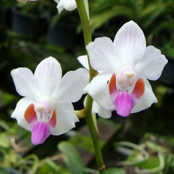Doritis Pulcherrima 'Pink' orchid, flower number L701