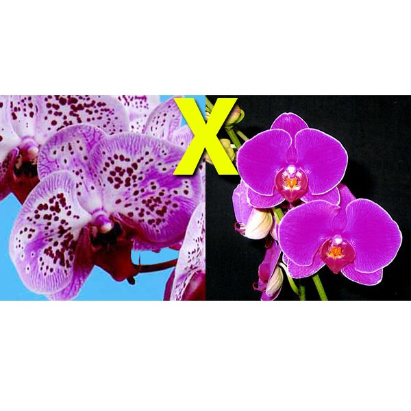 Phalaenopsis Chain ×en Pearl orchid, flower number L717
