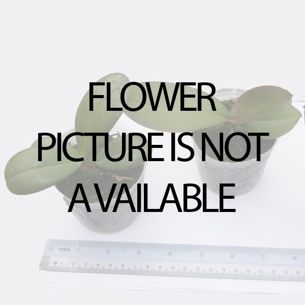 Phalaenopsis Red-Hot Chili orchid, flower number L724
