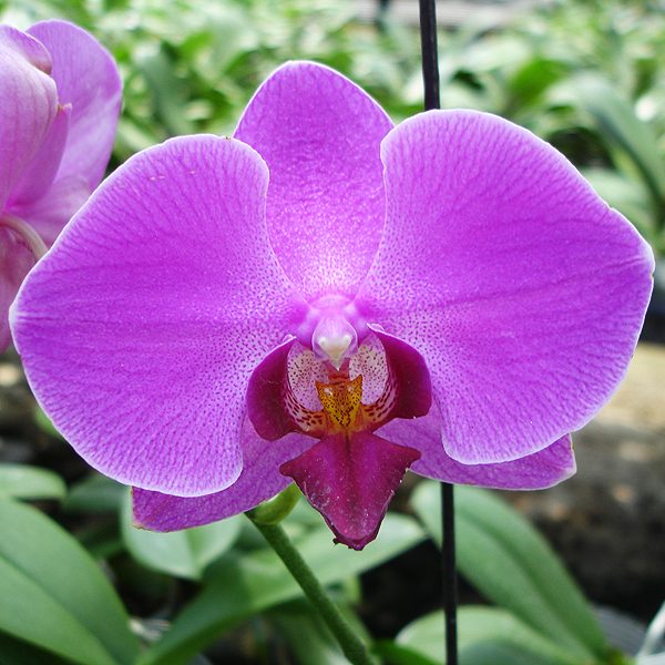 Phalaenopsis Pretty Girl orchid, flower number L727