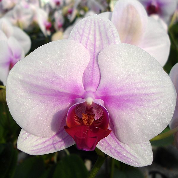 Phalaenopsis Sin Fattis orchid, flower number L728