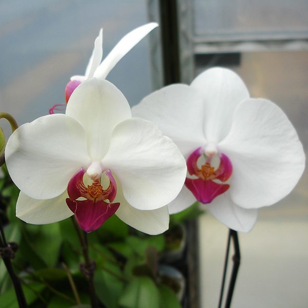 Phalaenopsis Fairy Tales orchid, flower number L730
