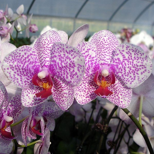 Phalaenopsis Chang Jhih Greengrape orchid, flower number L731