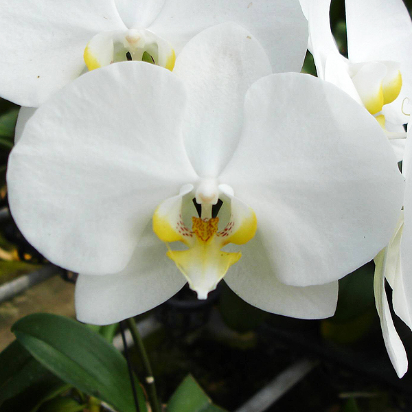 L732 · Phalaenopsis Ming-Hsing Snow Angel