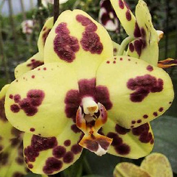 L733 · Phalaenopsis Dream Rose