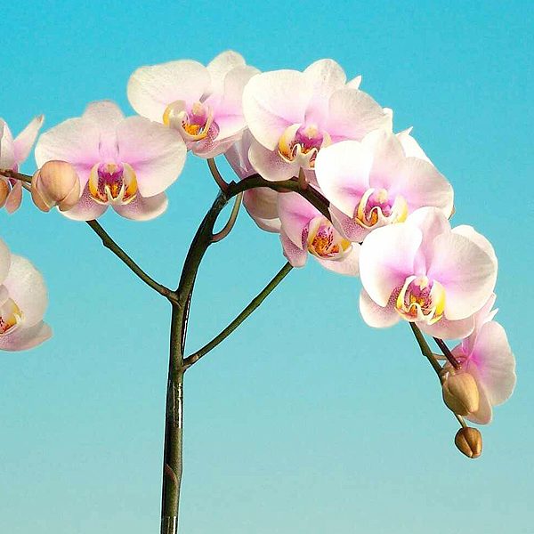 L737 · Phalaenopsis I-Hsin Black Panther