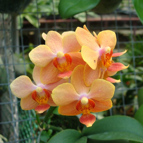 LM13 · Asconopsis Irene Dobkin × Phalaenopsis Carmela’s Pixie