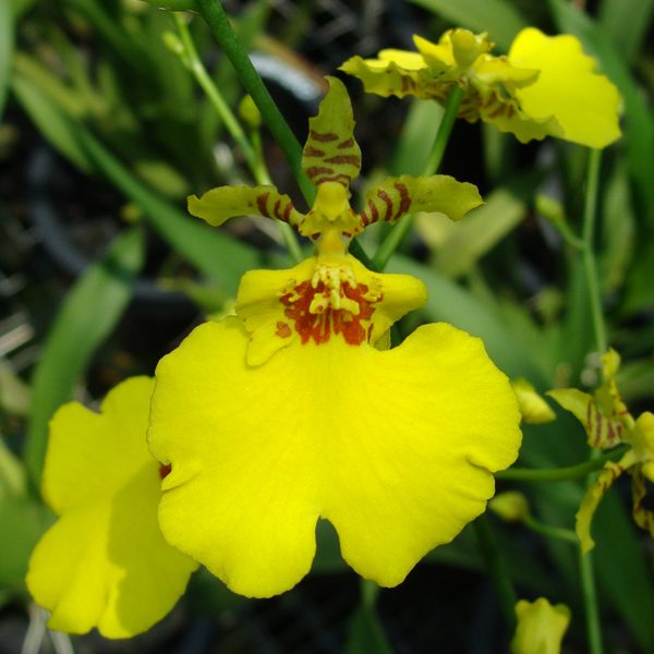 OC10 · Oncidium Taka