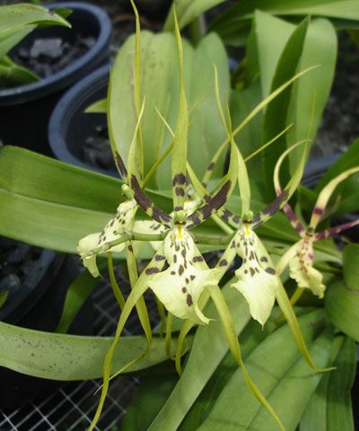 Brassia Eternal Wind 'Summer Dream' SM/JOGA orchid, flower number OC102