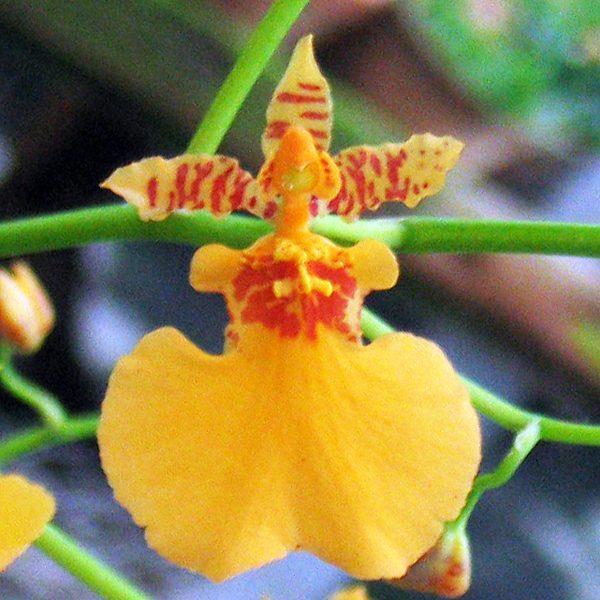 OC104 · Oncidium Gower Ramsey Yellow