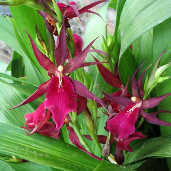 OC105 · Miltassia Royalrobe ‘Jerry’s Pick’ AM/AOS
