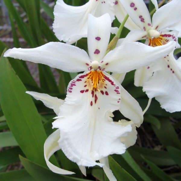 Degarmoara Winter Wonderland 'White Fairy' orchid, flower number OC108