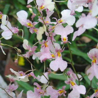 OC111 · Oncidium Pink