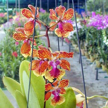 OC112 · Oncidium Noel Schamrock – Josephine × Noorah