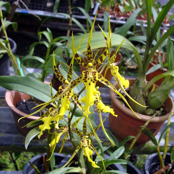 OC114 · Brassidium Shooting Star