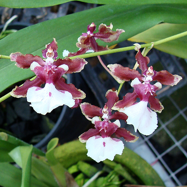 Oncidium Sharry Baby 'Sweet Fragrance' AM/AOS orchid, flower number OC12
