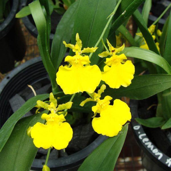 OC120 · Oncidium Lemon Heart