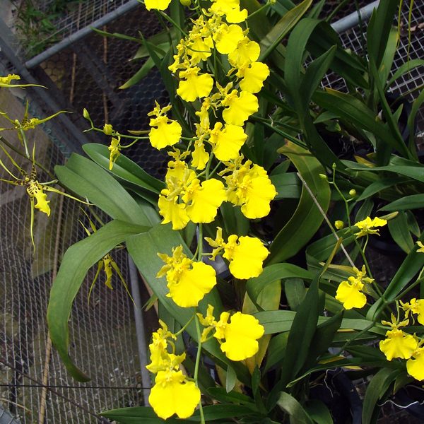 OC150 · Oncidium Lemon Heart