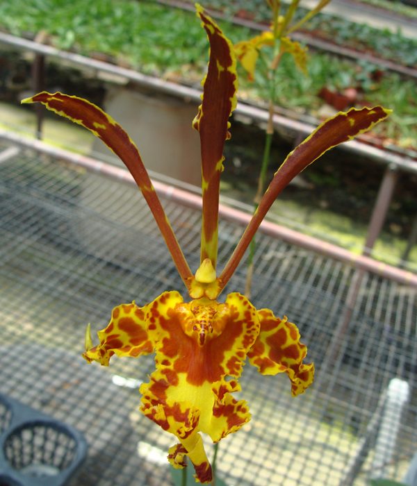 OC152 · Psychopsis Mariposa