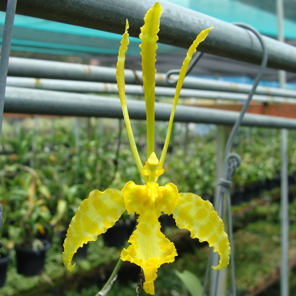 Psychopsis Kalihi × Psychopsis Papilio orchid, flower number OC153
