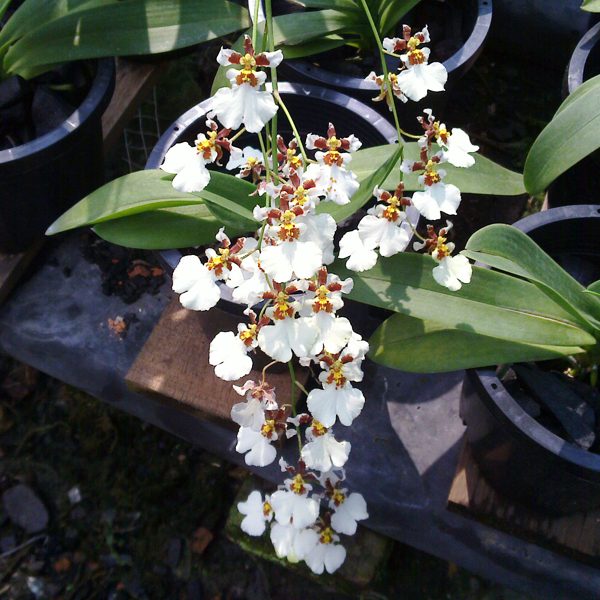 Oncidium White Cloud orchid, flower number OC154