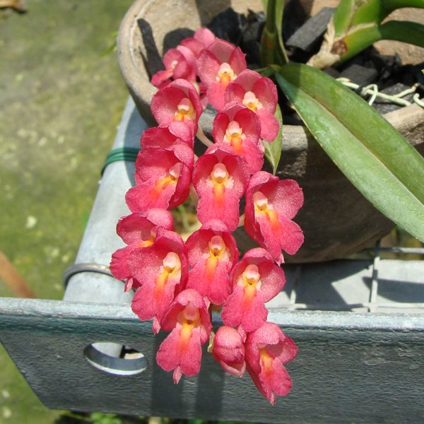 OC155 · Rodriguezia Lanceolata Secunda