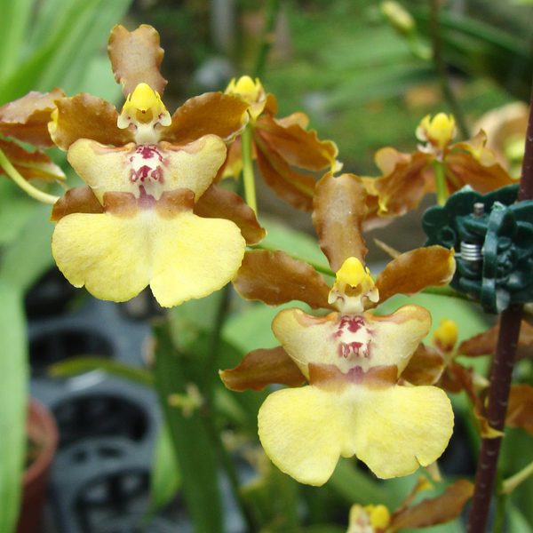 OC156 · Oncidium Green Valley Honey ‘Sweet Lady’
