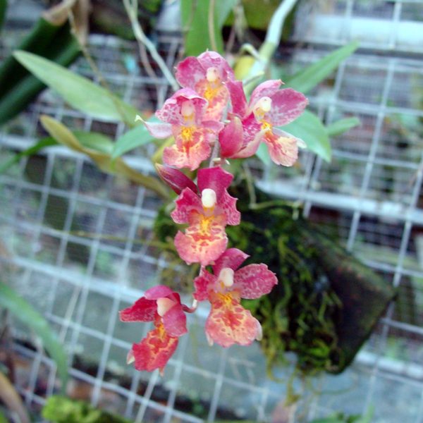 Howeara Lava Burst 'Puanani' AM/AOS orchid, flower number OC157