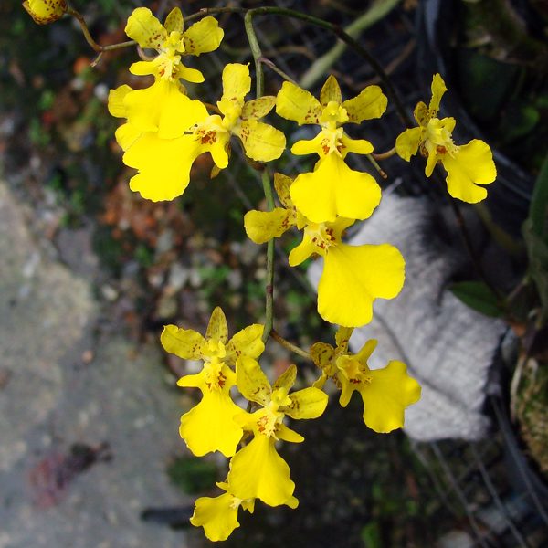 OC158 · Oncidium onustum yellow