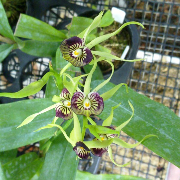 Encyclia cochleata 'Hanalei' × self orchid, flower number OC159