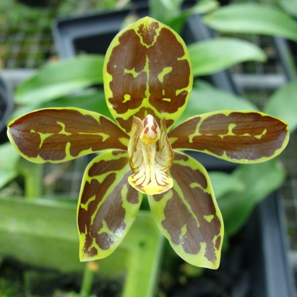 OC160 · Grammatophyllum scriptum
