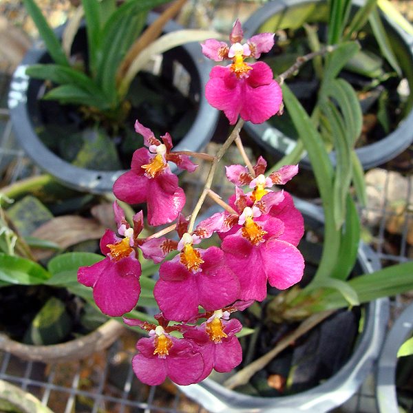 OC53 · Oncidium Memoria Ralphy Yagi ‘Elsa’