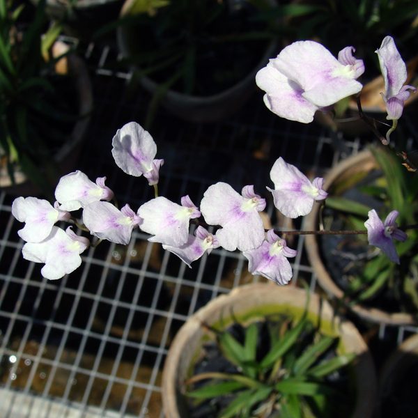 OC64 · Ionopsis paniculata