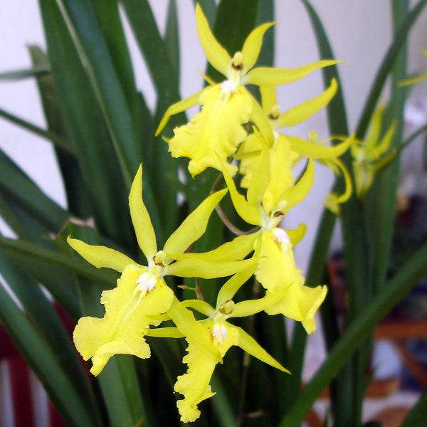 Aliceara Alice orchid, flower number OC69