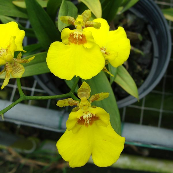 OC71 · Oncidium Sweet Sugar