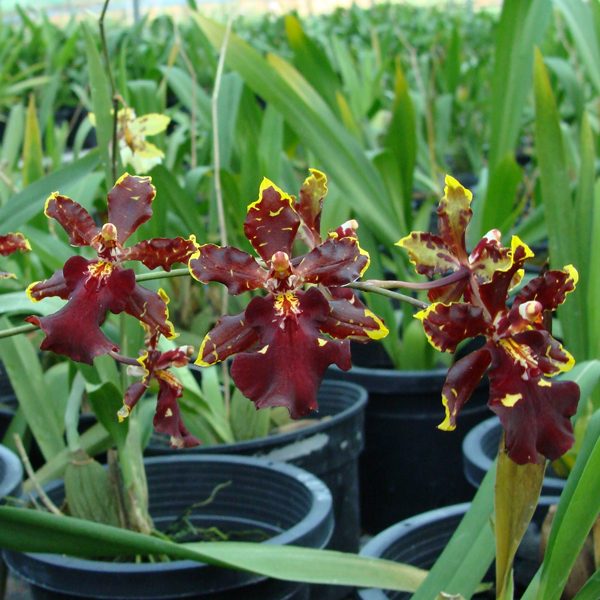 OC72 · Oncidium Wild Cat ‘Bob’